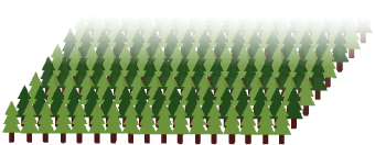 杉の木のイラスト